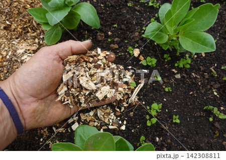 Hand holding wood chip mulch in garden 142308811