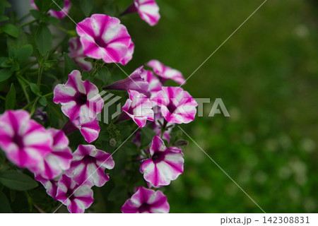 Close-up of pink and white SuperVista petunia flowers in bloom Close-up of pink and white SuperVista petunia flowers in bloom 142308831