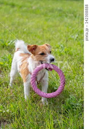 Playful dog carrying rubber ring toy in grassy park. Playful dog carrying rubber ring toy in grassy park. 142308888