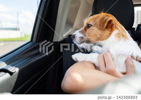 Small dog being held by passenger while looking through car window during road trip. 142308893
