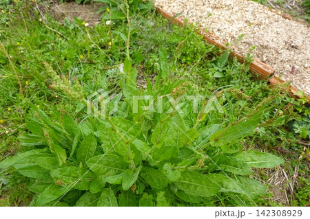 Curly dock plant (rumex crispus) growing wild in a garden, displaying green leaves and developing seeds Curly dock plant (rumex crispus) growing wild in a garden, displaying green leaves and developing seeds 142308929