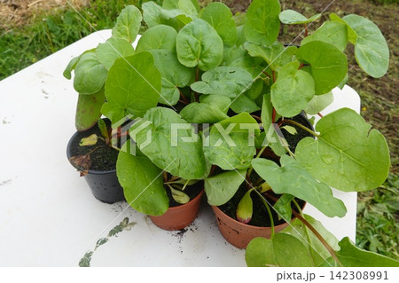 Rhubarb plants growing in small pots, showing fresh green leaves and red stems, symbolizing organic gardening and springtime growth Rhubarb plants growing in small pots, showing fresh green leaves and red stems, symbolizing organic gardening and springtime growth 142308991