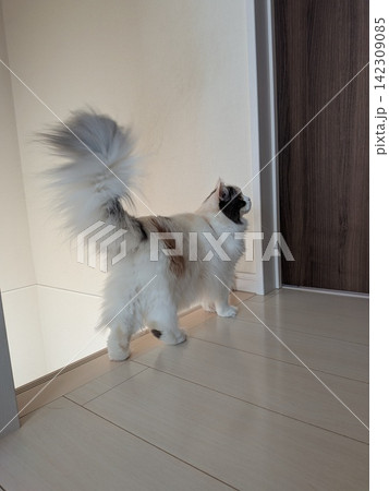 しっぽを立てる猫 しっぽを立てる猫 142309085