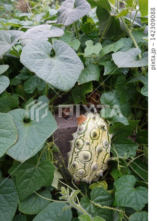 Horned melon plant growing in a garden, cucumis metuliferus fruit on a vine with green leaves and tendrils Horned melon plant growing in a garden, cucumis metuliferus fruit on a vine with green leaves and tendrils 142309088