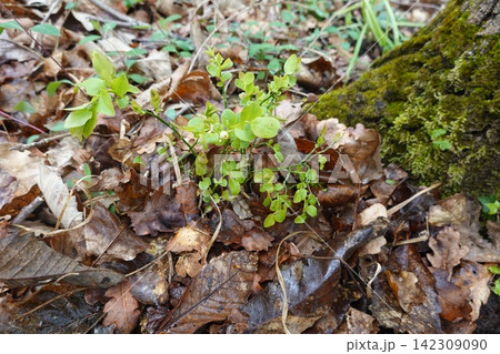 Wild blueberry plant growing on forest floor Wild blueberry plant growing on forest floor 142309090