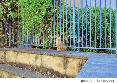 Ginger Cat on Concrete Ledge. Ginger Cat on Concrete Ledge. 142309194