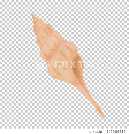 水彩風格的貝殼插圖 142309313