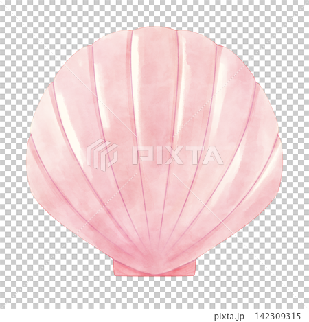 Pink seashell watercolor illustration Pink seashell watercolor illustration 142309315