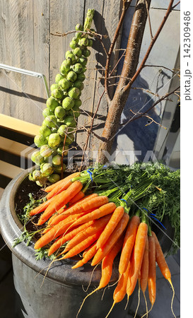 Freshly harvested Brussels sprouts and orange carrots with green tops in a pot illustrate a seasonal autumn harvest. Freshly harvested Brussels sprouts and orange carrots with green tops in a pot illustrate a seasonal autumn harvest. 142309486