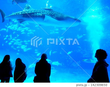 沖縄の水族館 ジンベイザメが泳ぐ大きな水槽 沖縄の水族館 ジンベイザメが泳ぐ大きな水槽 142309650
