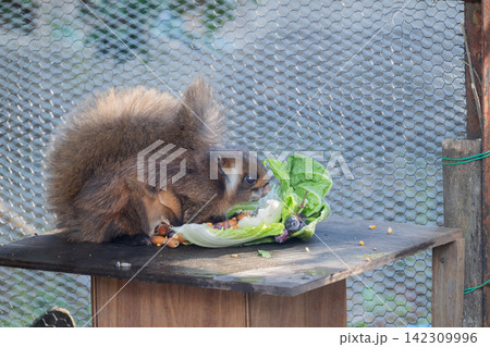 ムササビ食事中 ムササビ食事中 142309996