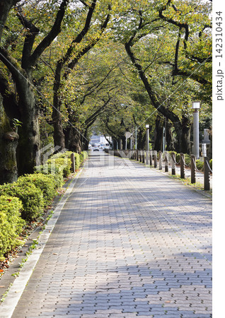 青山霊園／東京都港区 142310434