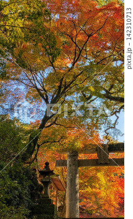 緑から赤へ移ろうモミジと神社の秋景色 緑から赤へ移ろうモミジと神社の秋景色 142310713