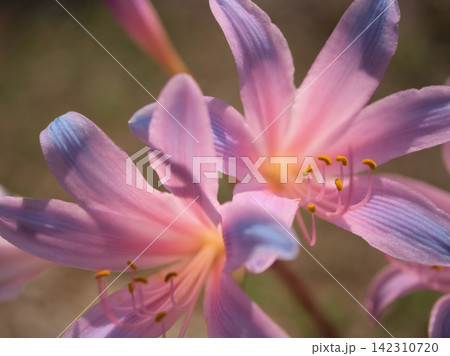 蒸し暑い8月に咲いたリコリスの薄紫色の可憐な花 142310720