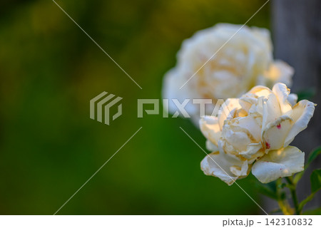Two white roses in a garden setting, one in sharp focus with slight out-of-focus petals Two white roses in a garden setting, one in sharp focus with slight out-of-focus petals 142310832