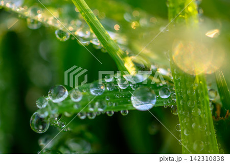 Close-up macro photograph of dewdrops clinging to blades of grass in a natural meadow or garden setting Close-up macro photograph of dewdrops clinging to blades of grass in a natural meadow or garden setting 142310838
