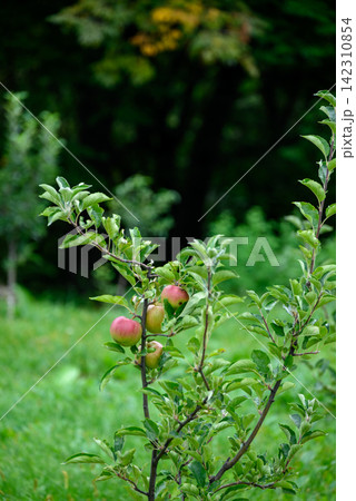 A small, leafy apple tree branch with three ripe apples hanging from it against a softly blurred background of a lush green forest A small, leafy apple tree branch with three ripe apples hanging from it against a softly blurred background of a lush green forest 142310854