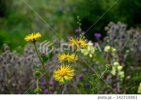 A close-up photograph of vibrant yellow flowers in a wild garden setting. 142310861