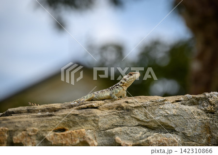 A detailed depiction of a lizard resting on a textured rock, facing right with elongated body and intricate dark markings A detailed depiction of a lizard resting on a textured rock, facing right with elongated body and intricate dark markings 142310866