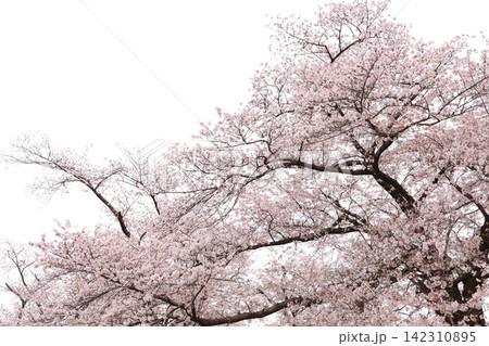 ふんわりした桜 ふんわりした桜 142310895