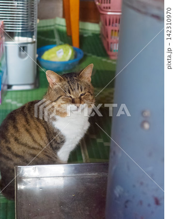 細めの猫 細めの猫 142310970