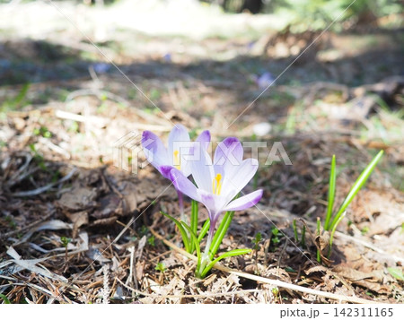 Crocus, genus of seasonal flowering plants in family Iridaceae iris. Saffron crocus sativus. Snow crocus. Naked boys or Naked ladies. Dutch or Common crocus. Forest spring flowers on Zlatibor, Serbia. 142311165