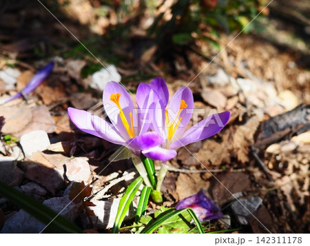 Crocus, genus of seasonal flowering plants in family Iridaceae iris. Saffron crocus sativus. Snow crocus. Naked boys or Naked ladies. Dutch or Common crocus. Forest spring flowers on Zlatibor, Serbia. 142311178