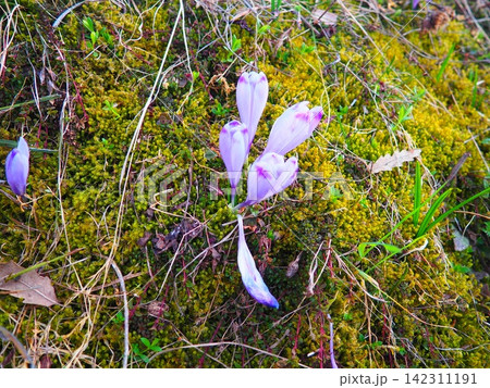 Crocus, genus of seasonal flowering plants in family Iridaceae iris. Saffron crocus sativus. Snow crocus. Naked boys or Naked ladies. Dutch or Common crocus. Forest spring flowers on Zlatibor, Serbia. 142311191