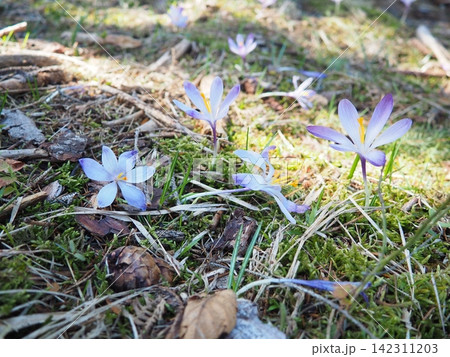 Crocus, genus of seasonal flowering plants in family Iridaceae iris. Saffron crocus sativus. Snow crocus. Naked boys or Naked ladies. Dutch or Common crocus. Forest spring flowers on Zlatibor, Serbia. 142311203
