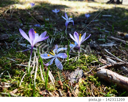 Crocus, genus of seasonal flowering plants in family Iridaceae iris. Saffron crocus sativus. Snow crocus. Naked boys or Naked ladies. Dutch or Common crocus. Forest spring flowers on Zlatibor, Serbia. Crocus, genus of seasonal flowering plants in family Iridaceae iris. Saffron crocus sativus. Snow crocus. Naked boys or Naked ladies. Dutch or Common crocus. Forest spring flowers on Zlatibor, Serbia. 142311209