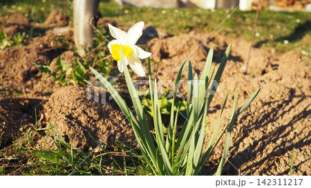 Narcissus, spring flowering perennial plants amaryllis family, Amaryllidaceae. Common daffodil, narcissus plural narcissi, and jonquil. Blooming daffodils, yellow and white flowers. Summer in village. 142311217