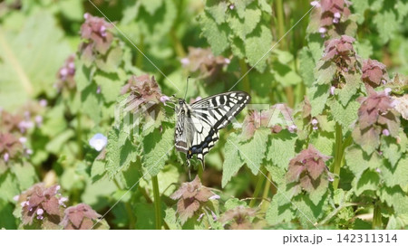 ヒメオドリコソウの蜜を吸うキアゲハ ヒメオドリコソウの蜜を吸うキアゲハ 142311314