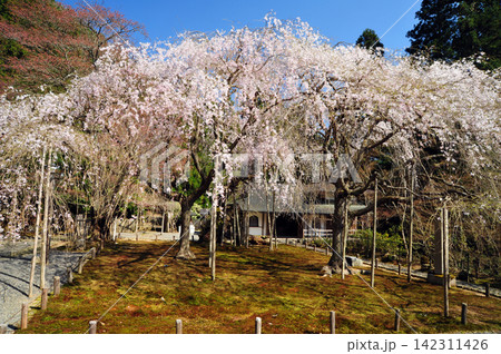 京都　常照皇寺の九重桜 142311426