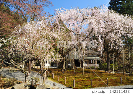 京都 常照皇寺の九重桜 京都 常照皇寺の九重桜 142311428