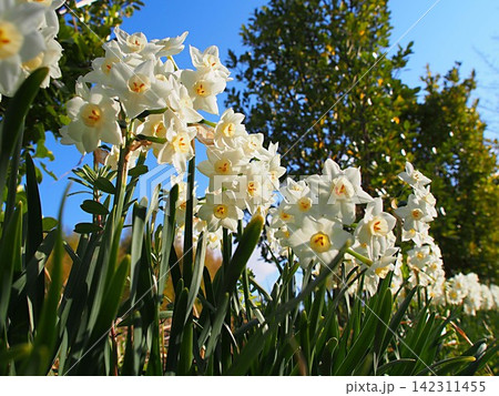 水仙の花の生態写真 水仙の花の生態写真 142311455