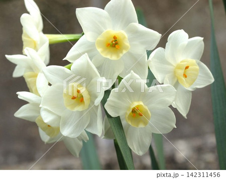 水仙の花の生態写真 142311456