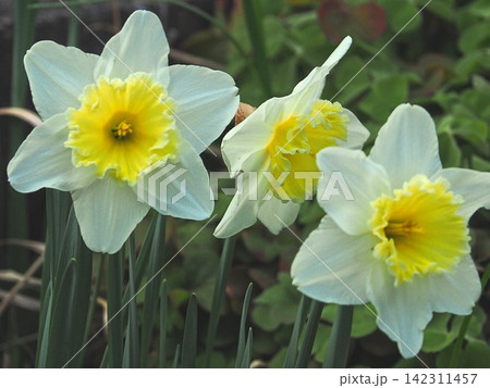 水仙の花の生態写真 水仙の花の生態写真 142311457