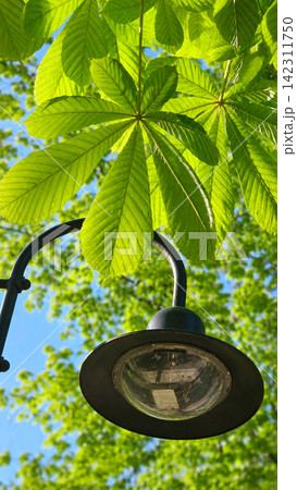 Green chestnut leaves and outdoor street lamp against blue sky 142311750