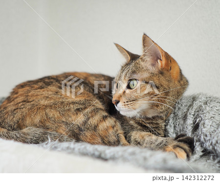クッションの上で横をじっと見つめる猫(麦わら猫) クッションの上で横をじっと見つめる猫(麦わら猫) 142312272
