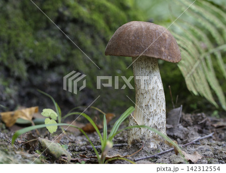 Edible mushroom growing in the autumn forest (Leccinum scabrum). Edible mushroom growing in the autumn forest (Leccinum scabrum). 142312554