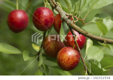 Ripe red plums on tree branches with green leaves in the garden. 142312558