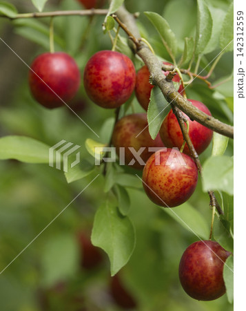 Ripe red plums on tree branches with green leaves in the garden. Ripe red plums on tree branches with green leaves in the garden. 142312559