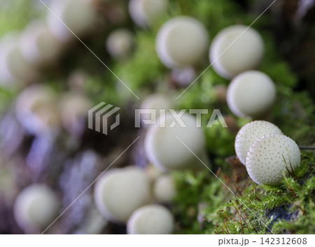 Group of mushrooms (Licoperdon perlatum), growing on a mossy tree trunk in the autumn forest. Group of mushrooms (Licoperdon perlatum), growing on a mossy tree trunk in the autumn forest. 142312608