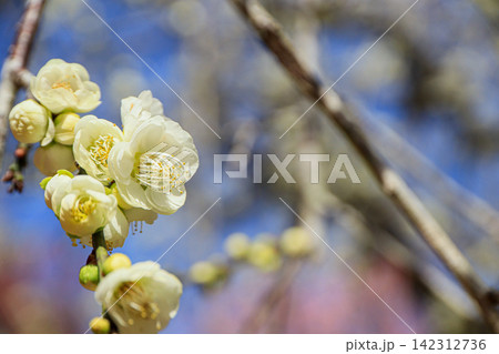 開花した花と蕾がついた白梅の枝 開花した花と蕾がついた白梅の枝 142312736