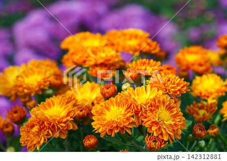 Bright orange pompon chrysanthemum flowers blooming in garden, autumn background, decorative plant Bright orange pompon chrysanthemum flowers blooming in garden, autumn background, decorative plant 142312881