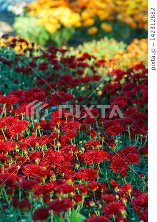 Red decorative chrysanthemum morifolium, garden mum flowers blooming in garden, floral background 142312882