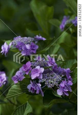 紫陽花園に紫色のアジサイの花が咲いています。学名はHydrangeaです。 紫陽花園に紫色のアジサイの花が咲いています。学名はHydrangeaです。 142312922