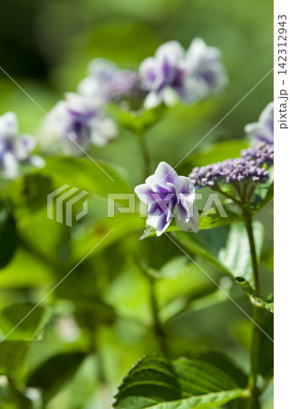 紫陽花園に白いアジサイの花が咲いています。学名はHydrangeaです。 紫陽花園に白いアジサイの花が咲いています。学名はHydrangeaです。 142312943