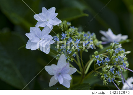 紫陽花園に青いアジサイの花がさいています。学名はHydrangeaです。 紫陽花園に青いアジサイの花がさいています。学名はHydrangeaです。 142312976