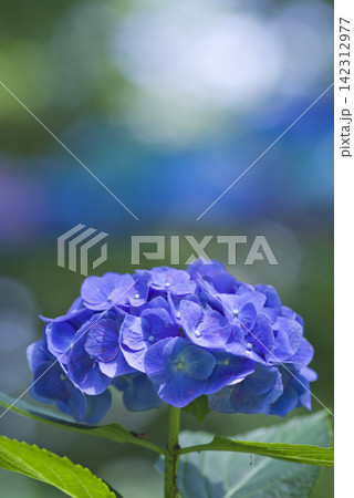 紫陽花園に青いアジサイの花がさいています。学名はHydrangeaです。 紫陽花園に青いアジサイの花がさいています。学名はHydrangeaです。 142312977